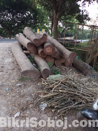 পাকা গাছ মেগুনির